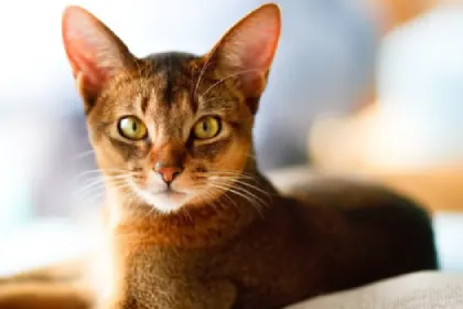 Abyssinian cat breed characteristics and facts