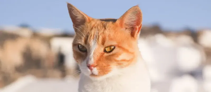 Aegean cat breed characteristics and facts