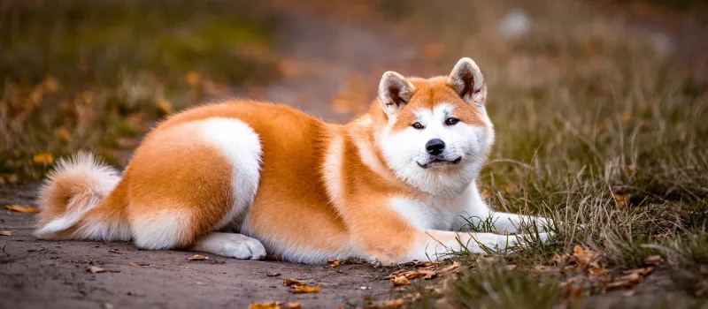 Akita dog breed characteristics and facts
