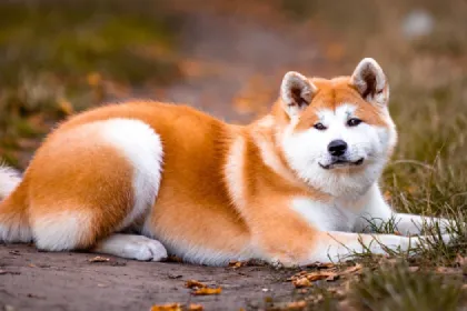 Akita dog breed characteristics and facts
