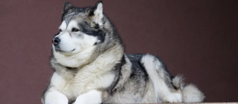 Alaskan Malamute dog breed characteristics and facts
