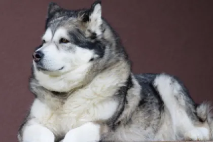 Alaskan Malamute dog breed characteristics and facts

