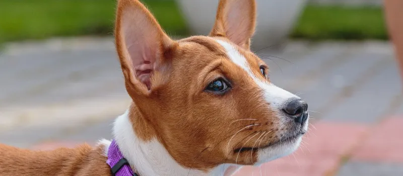 Basenji dog breed characteristics and facts