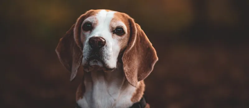 Beagle dog breed characteristics and facts
