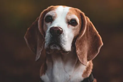 Beagle dog breed characteristics and facts
