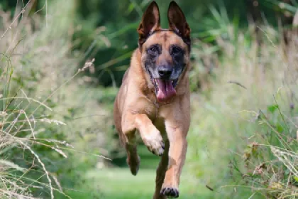 Belgian Malinois dog breed characteristics and facts