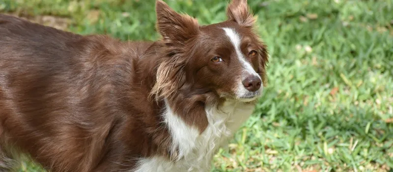 Border Collie dog breed characteristics and facts