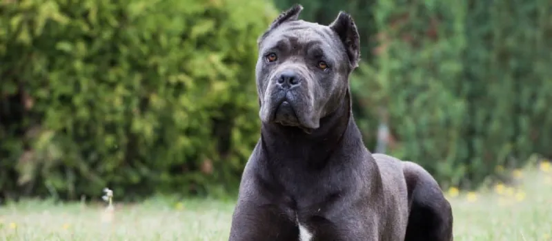 Cane Corso dog breed characteristics and facts