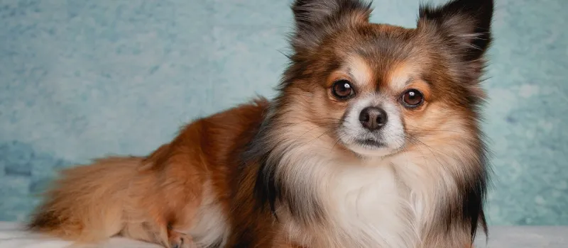 Chihuahua dog breed characteristics and facts

