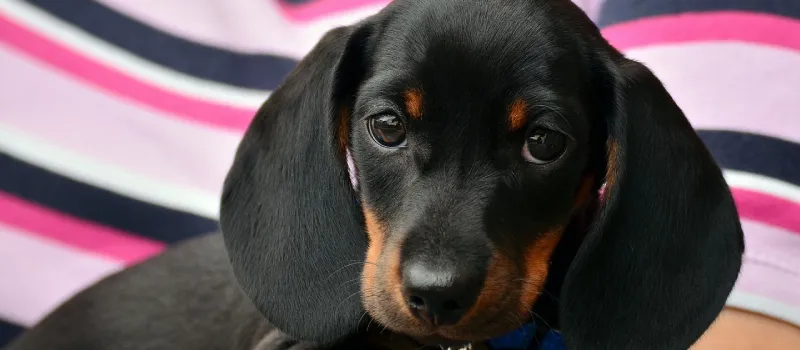 Dachshund dog breed characteristics and facts