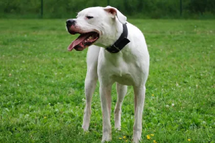 Dogo Argentino dog breed characteristics and facts