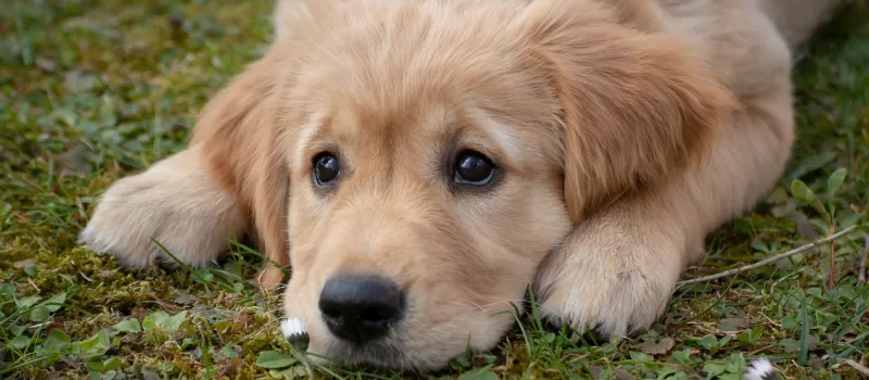 Golden Retriever dog breed characteristics and facts