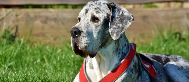 Great Dane dog breed characteristics and facts