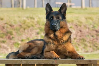 German Shepherd dog breed characteristics and facts
