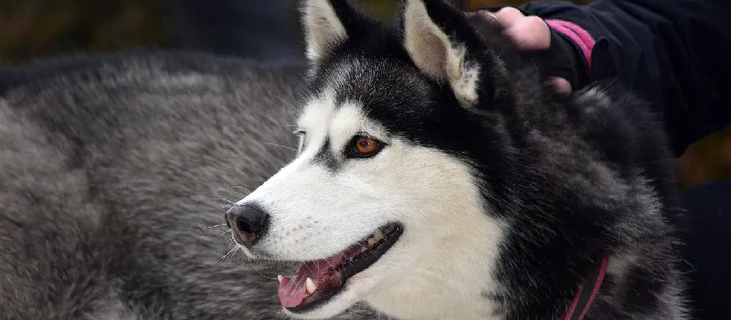 Siberian Husky dog breed characteristics and facts