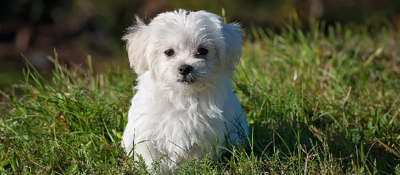 Maltese dog breed characteristics and facts