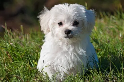 Maltese dog breed characteristics and facts