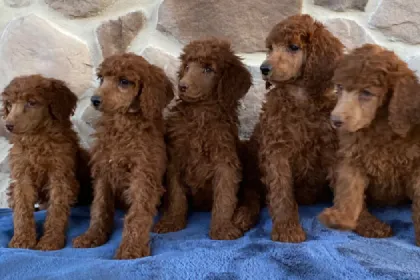 Poodle  Price In India | Buy Poodle  In India