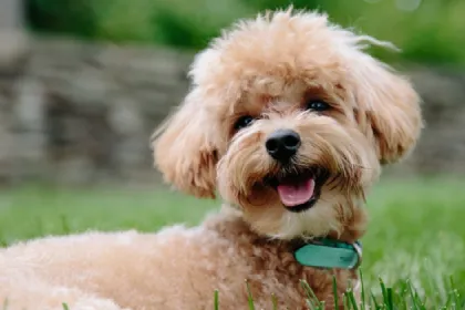 Poodle dog breed characteristics and facts
