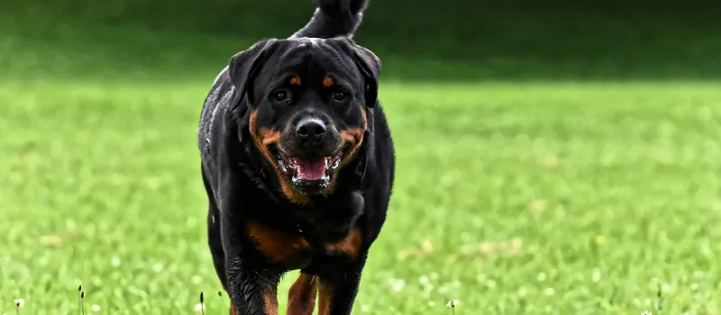 Rottweiler dog breed characteristics and facts