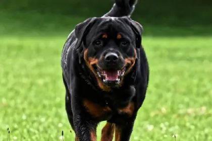 Rottweiler dog breed characteristics and facts