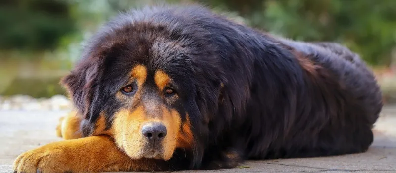 Tibetan Mastiff dog breed characteristics and facts