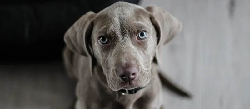 Weimaraner dog breed characteristics and facts
