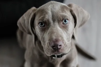 Weimaraner dog breed characteristics and facts
