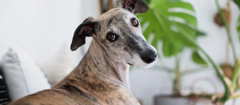 Whippet dog breed characteristics and facts
