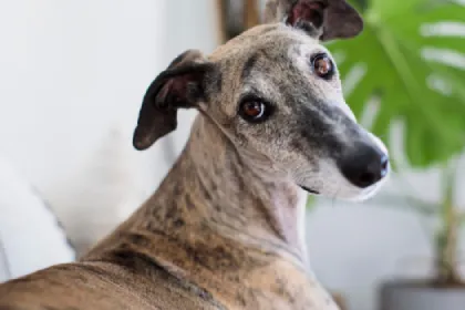 Whippet dog breed characteristics and facts

