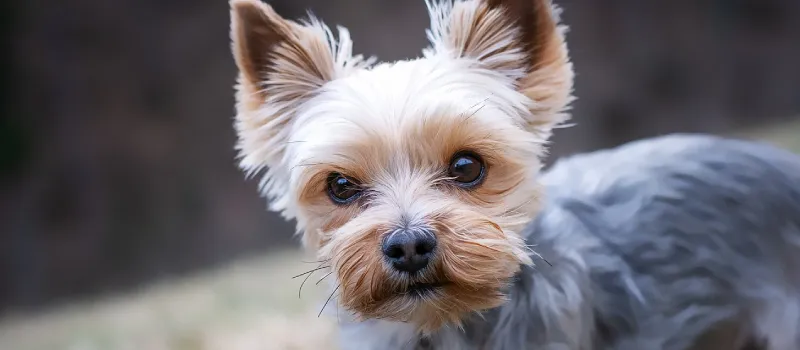 Yorkshire Terrier dog breed characteristics and facts

