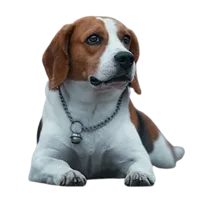Beagle puppies for sale in Pune