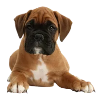 Boxer puppies for sale in Chennai