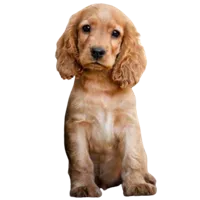 Cocker Spaniel puppies for sale in Hyderabad