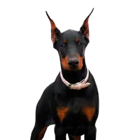 Doberman puppies for sale in Chennai
