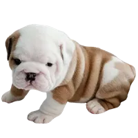 English Bulldog puppies for sale in Pune
