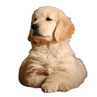 Golden Retriever puppies for sale in Bangalore