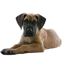 Great Dane puppies for sale in Hyderabad