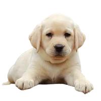 Labrador Retriever puppies for sale in Pune