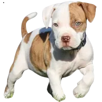 Pitbull puppies for sale in Mumbai