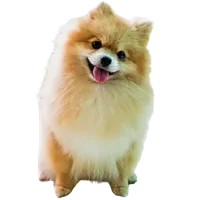 Pomeranian puppies for sale in Pune
