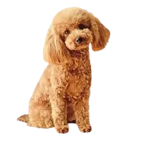 Poodle puppies for sale in Delhi