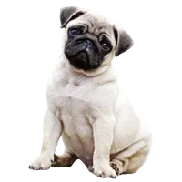 Pug puppies for sale in Hyderabad