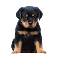 Rottweiler puppies for sale in Hyderabad
