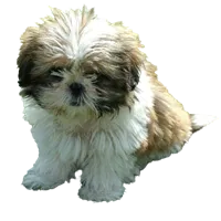 Shih Tzu puppies for sale in Pune