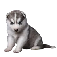 Siberian Husky puppies for sale in Chennai