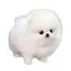 Toy Pomeranian puppy for sale