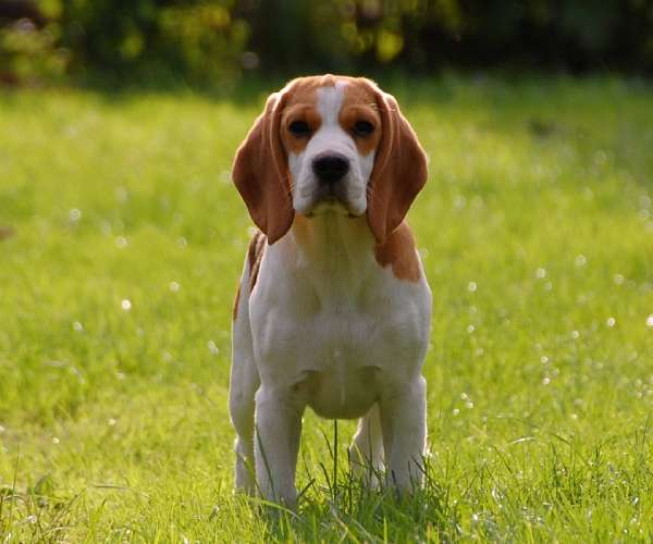 Beagle Puppies For Sale In India
