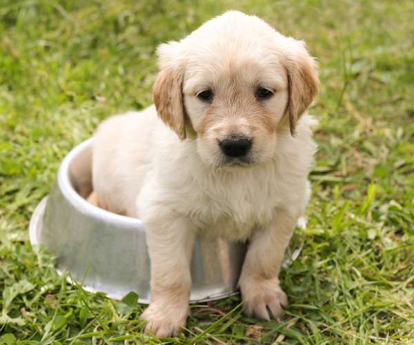Golden Retriever Puppies For Sale In India