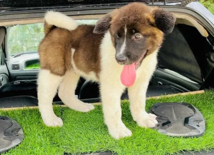 Buy Akita puppy in Bangalore